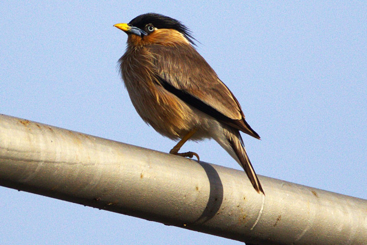 ズグロムクドリ - ML649446563