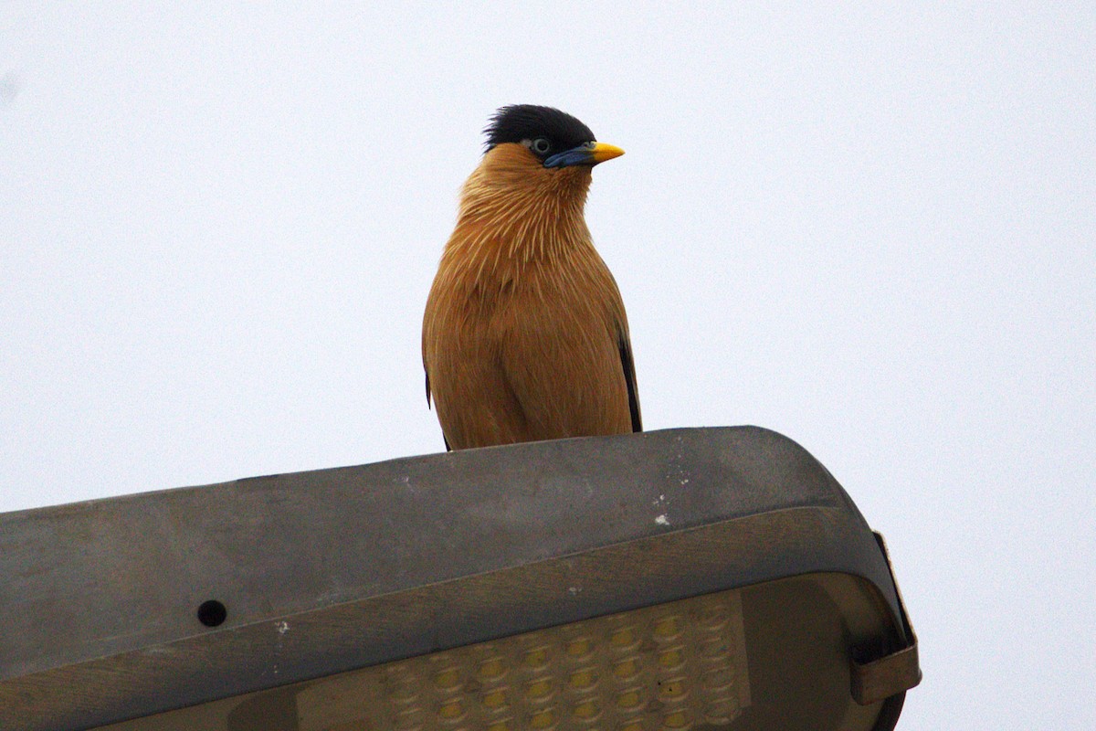 ズグロムクドリ - ML649446564