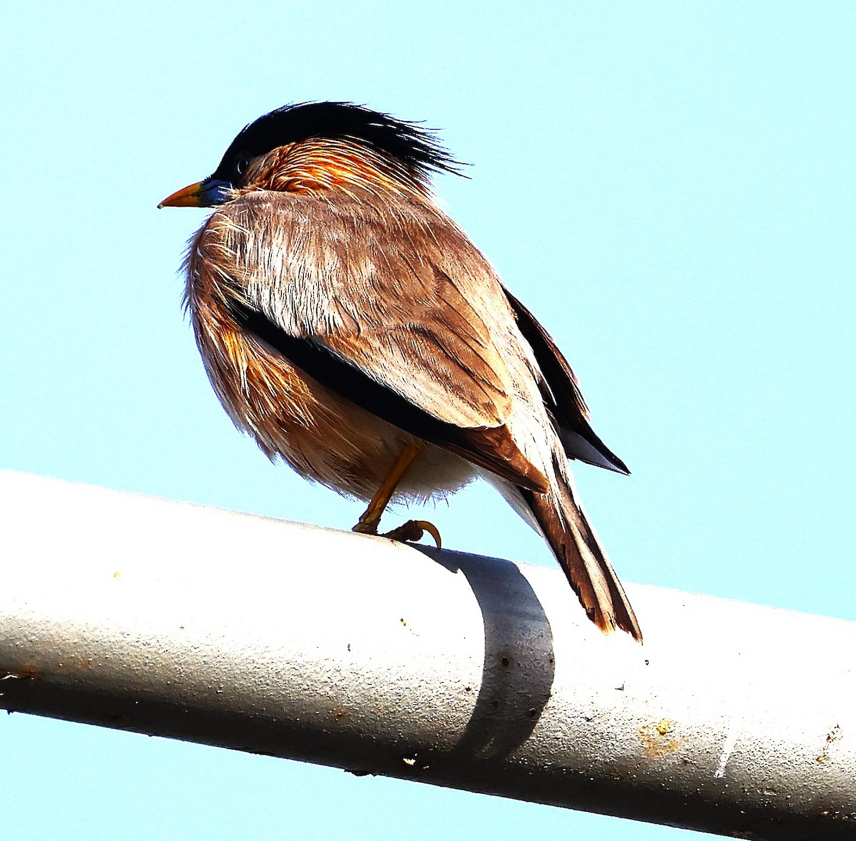 ズグロムクドリ - ML649446566