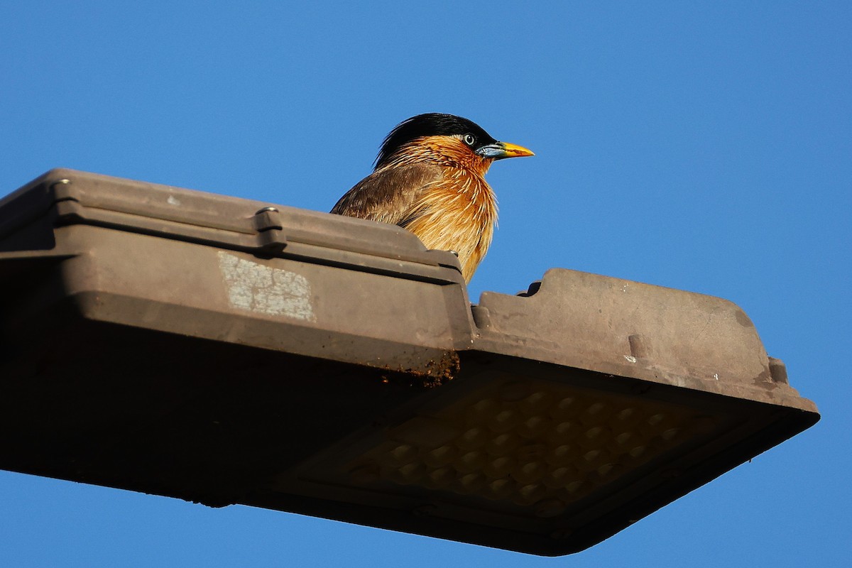 ズグロムクドリ - ML649446567