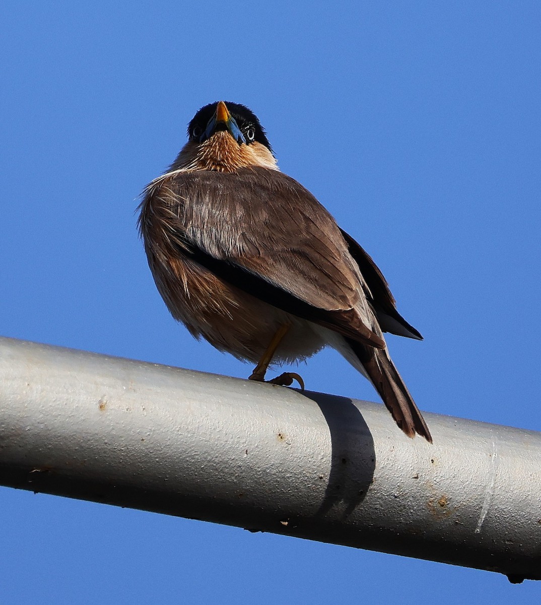 ズグロムクドリ - ML649446568