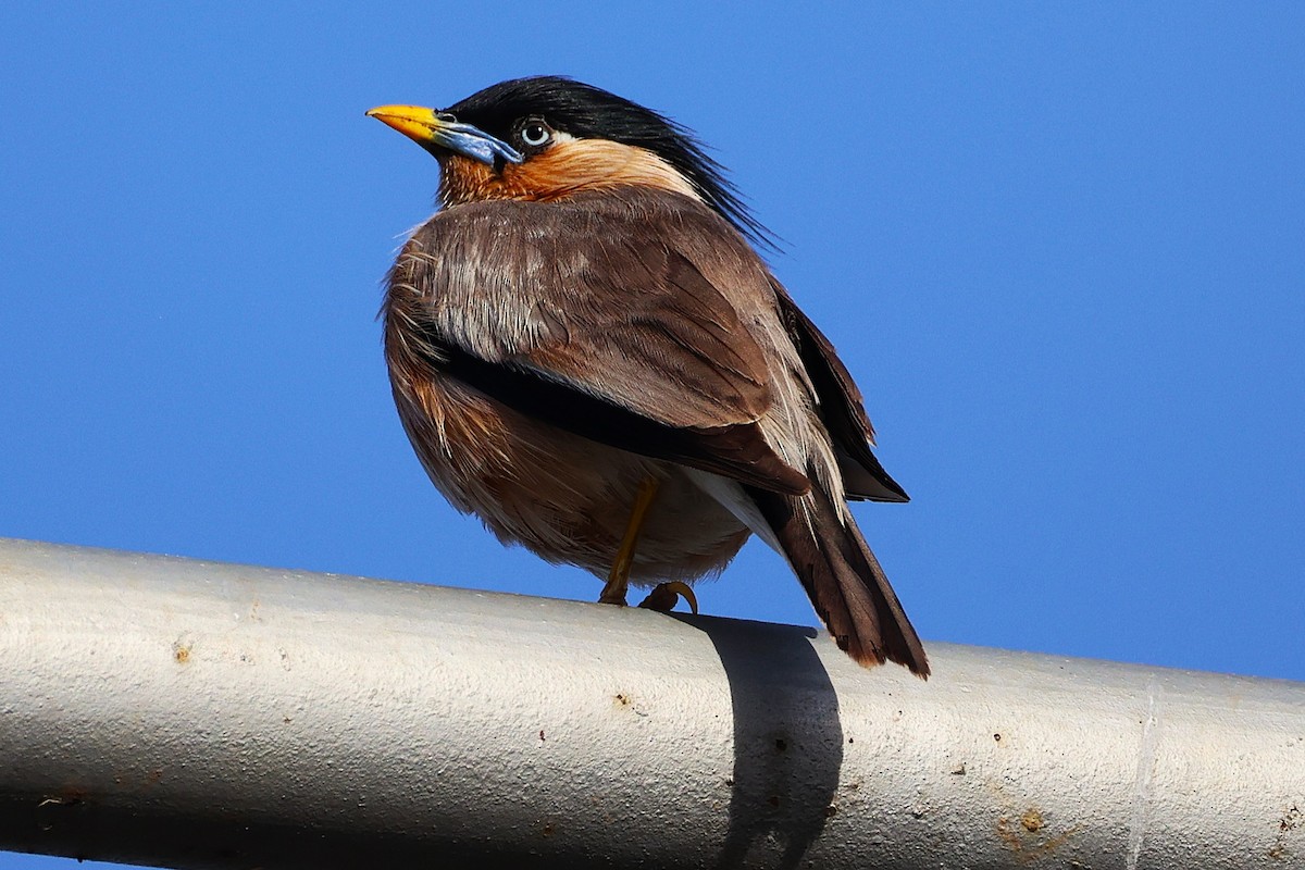 ズグロムクドリ - ML649446570