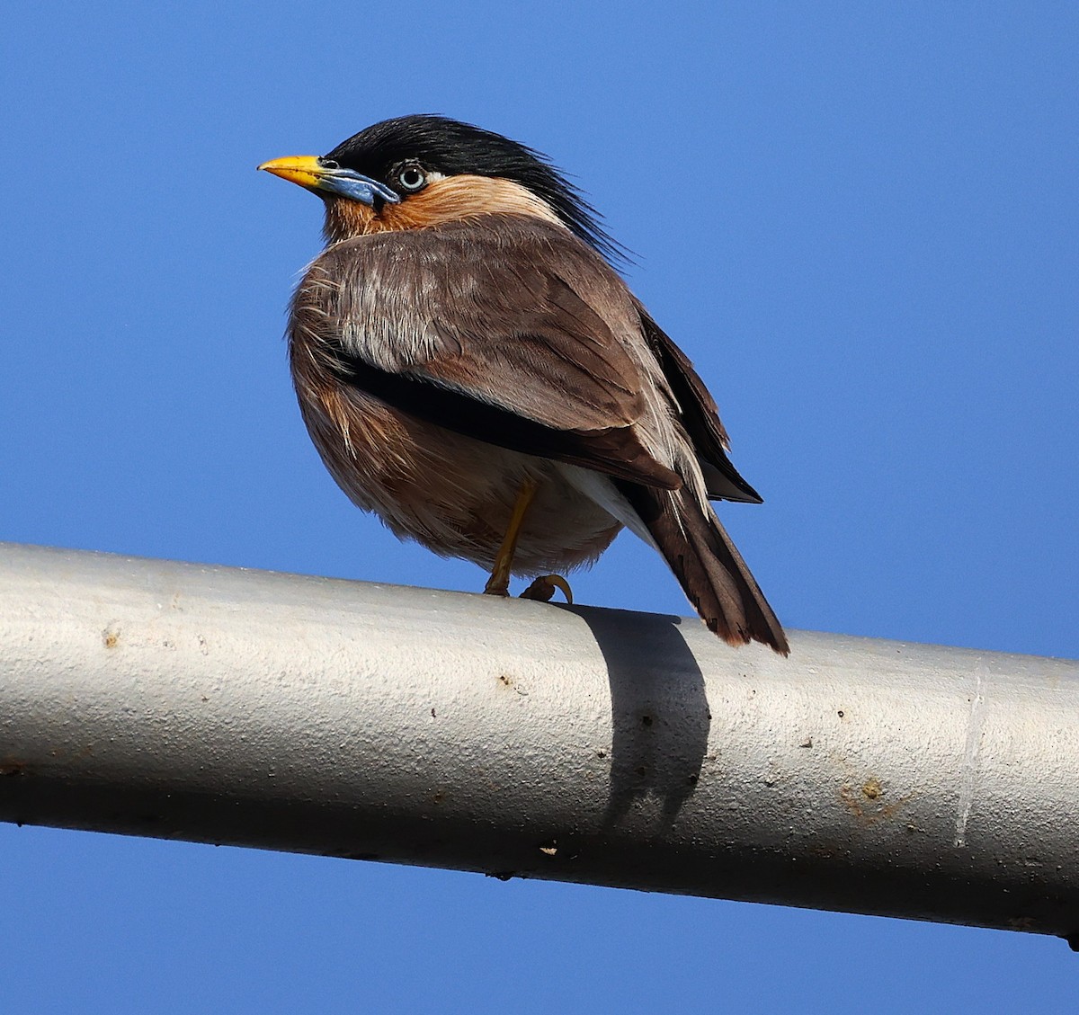 ズグロムクドリ - ML649446571