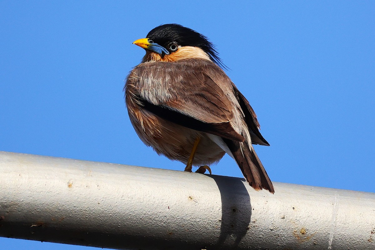 ズグロムクドリ - ML649446572