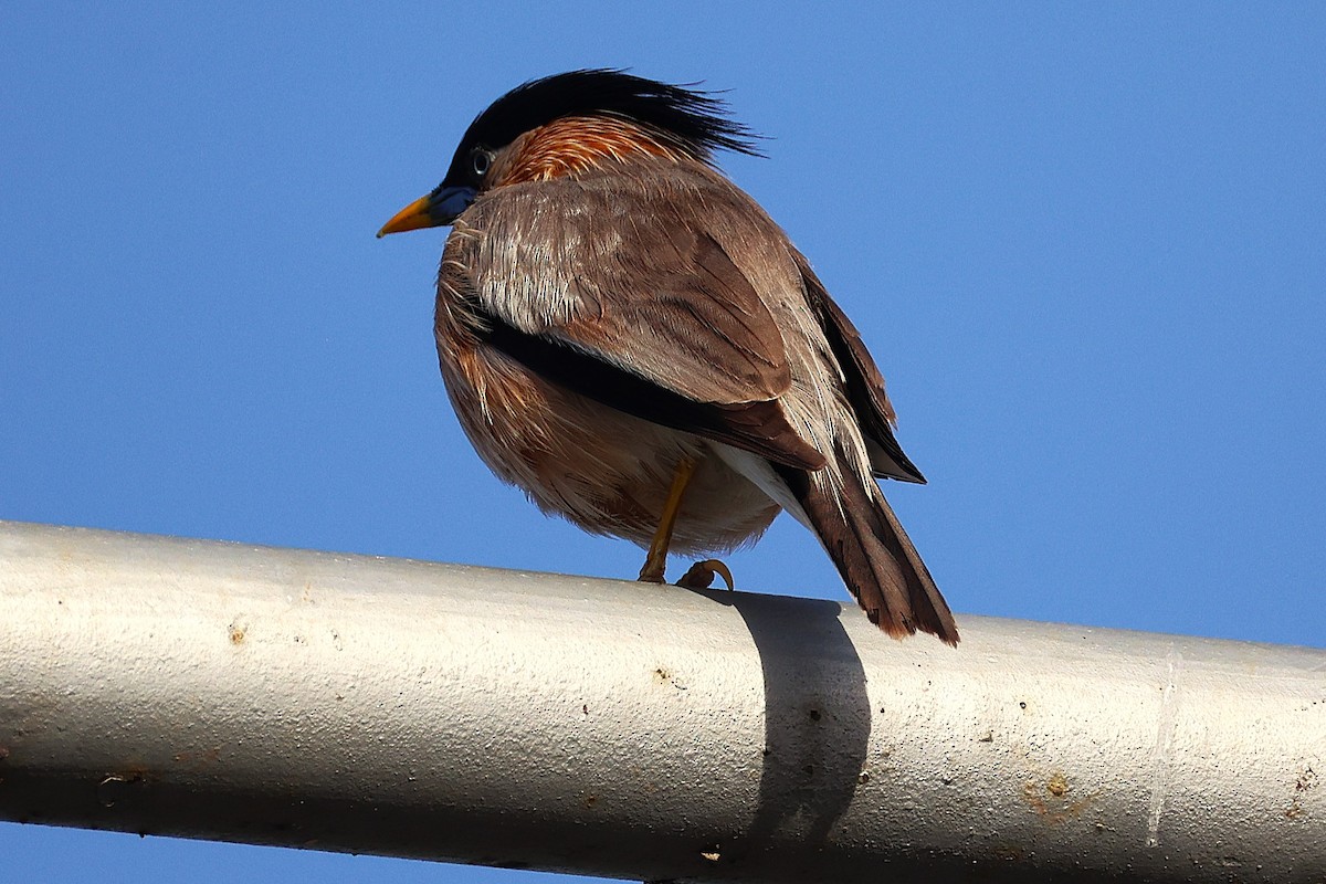 ズグロムクドリ - ML649446573