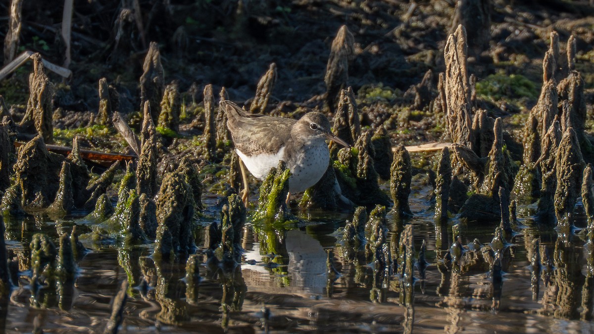 アメリカイソシギ - ML649446575