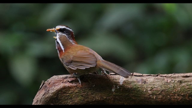 strekbrystsigdtimal - ML649446784