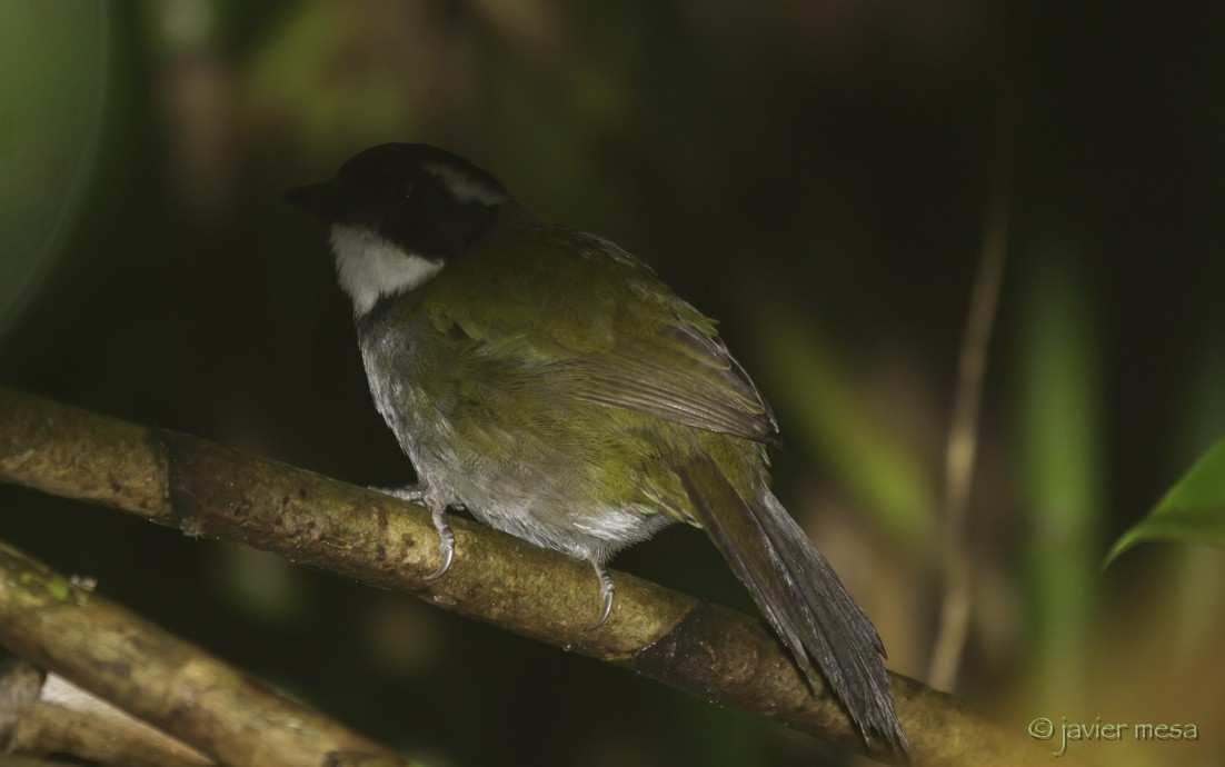 Paria Brushfinch - javier mesa