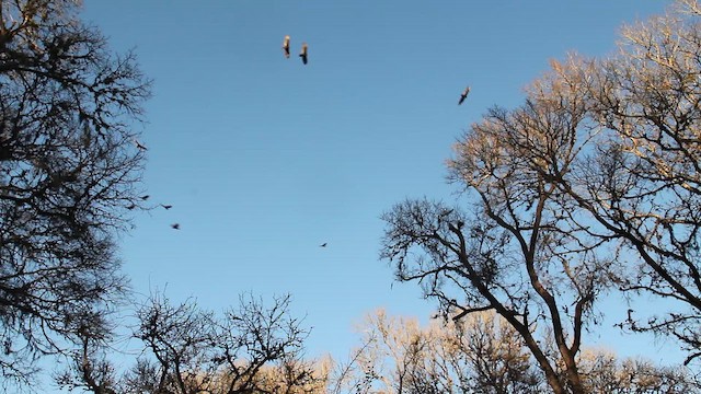 kalkunkondor - ML649446929