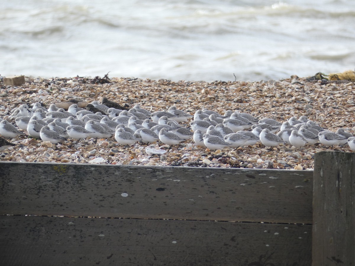 jespák písečný - ML649446933