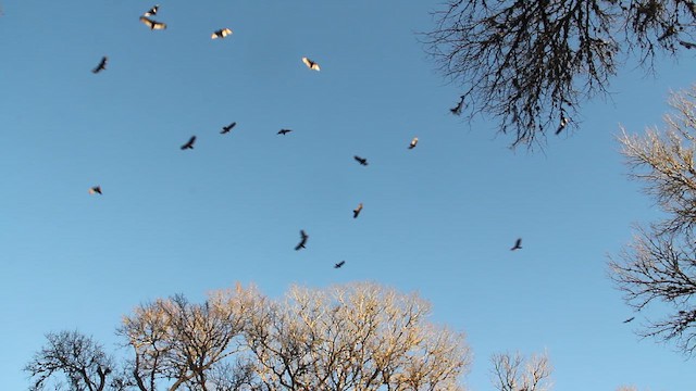 kalkunkondor - ML649446937