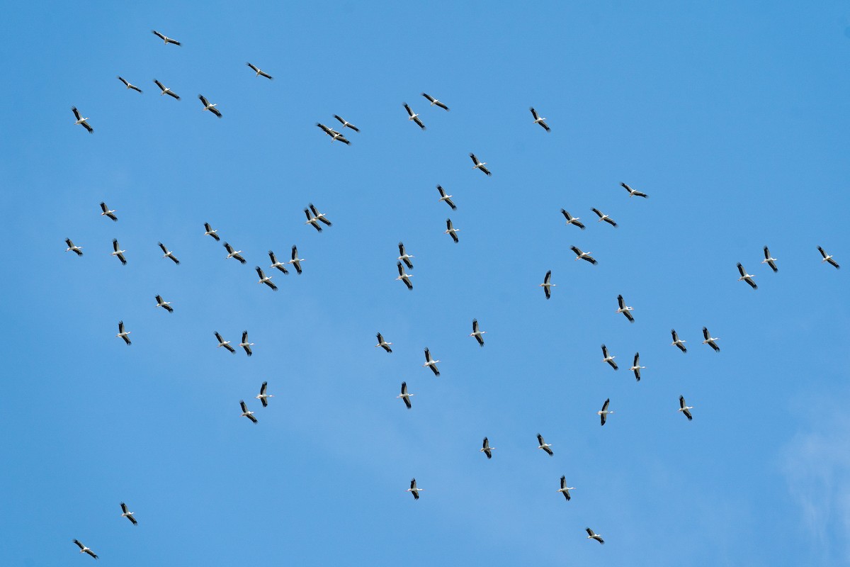 Zikoina zuria - ML649447237