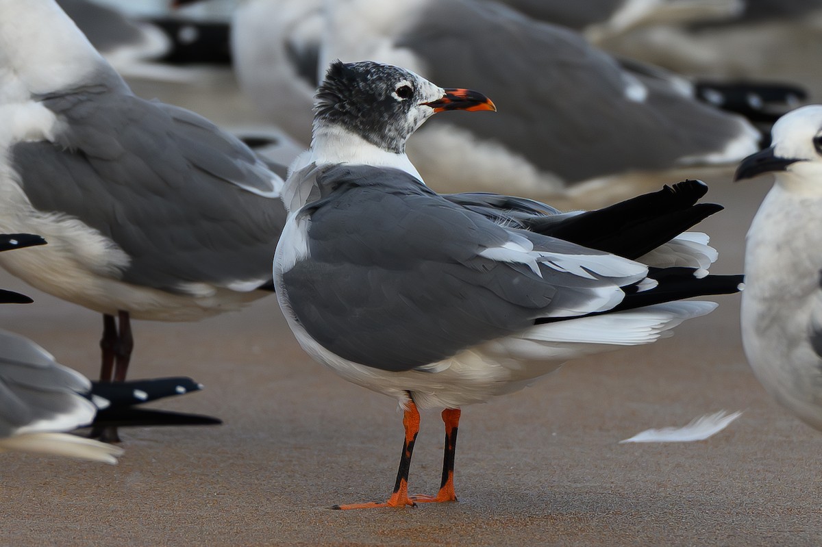 eBird Checklist - 21 Jan 2026 - Frank Rendon Park/Daytona Beach Shores ...