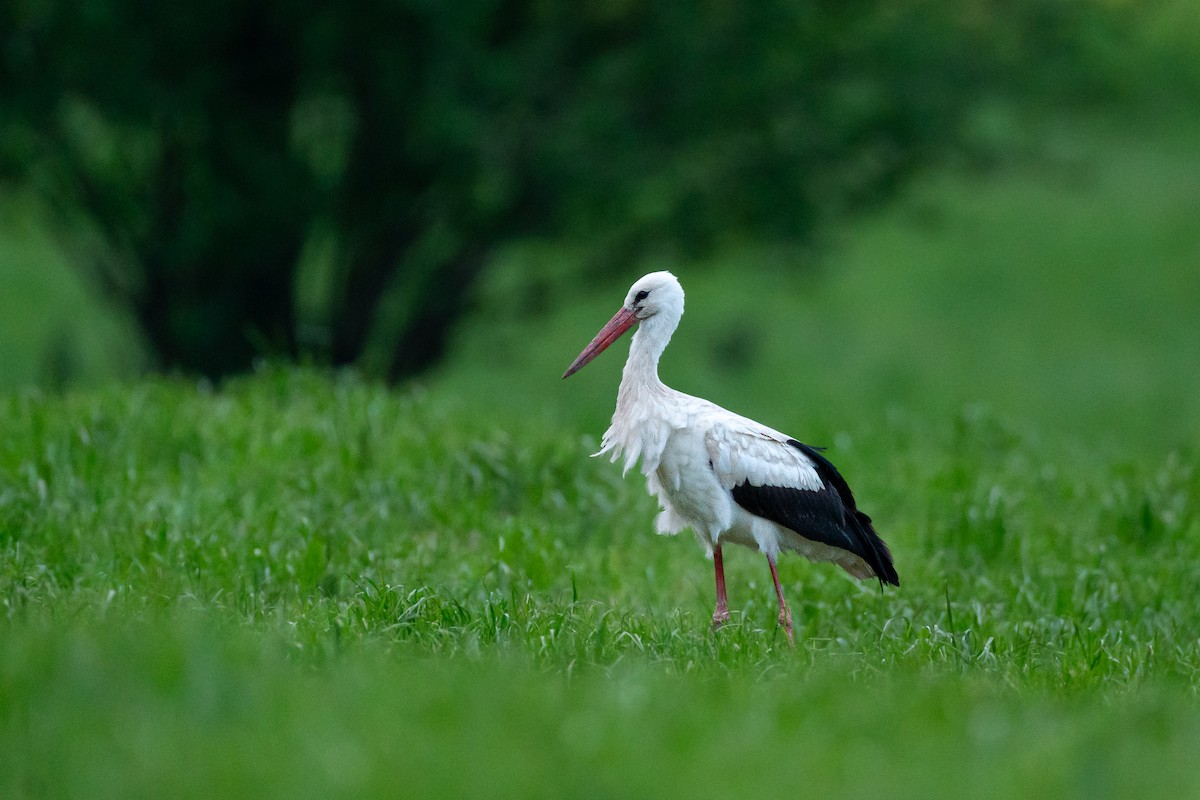 Zikoina zuria - ML649447297