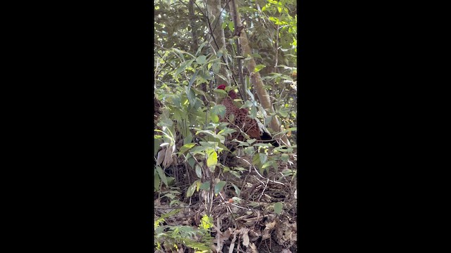 kobberfasan - ML649447311