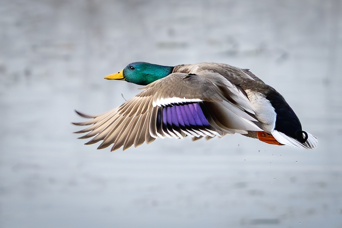 マガモ - ML649447559