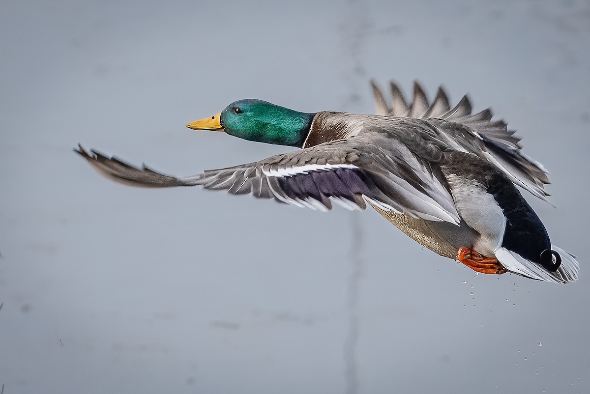 マガモ - ML649447560