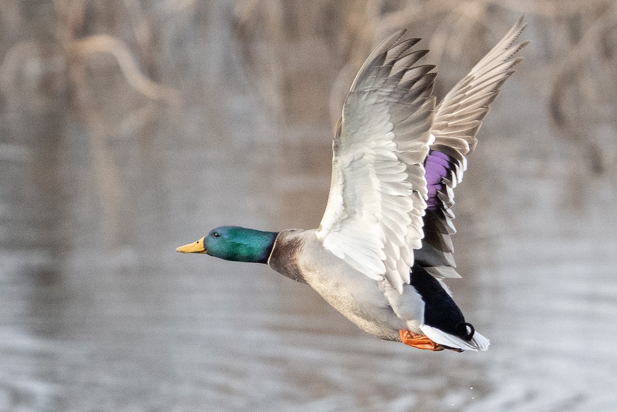 マガモ - ML649447562