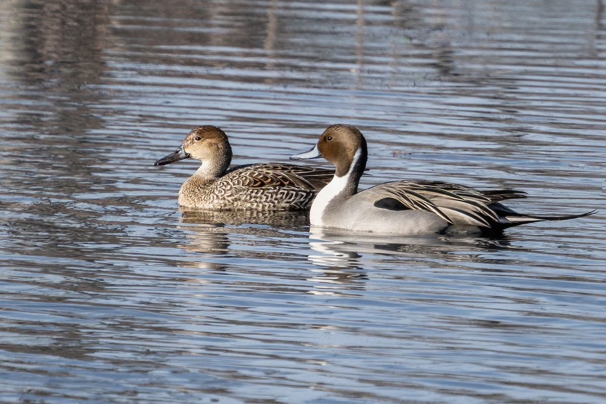 オナガガモ - ML649447567