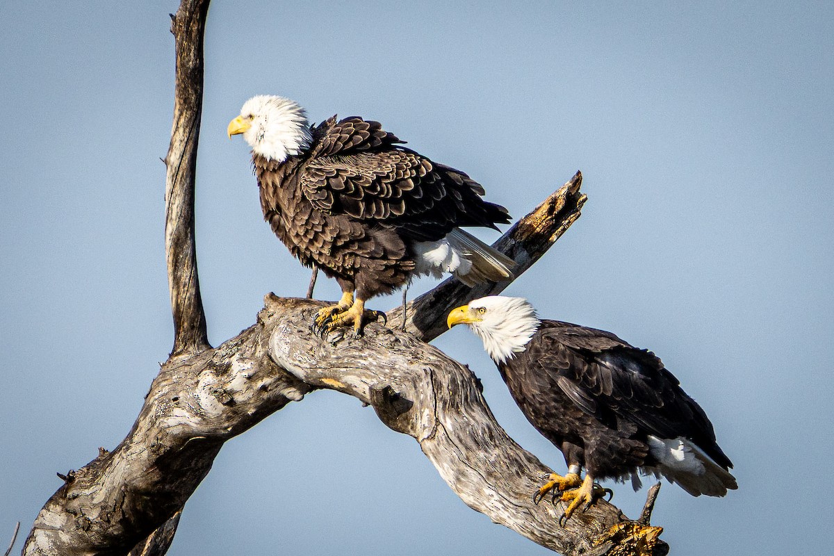 ハクトウワシ - ML649447574