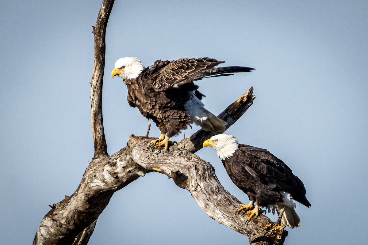 ハクトウワシ - ML649447575