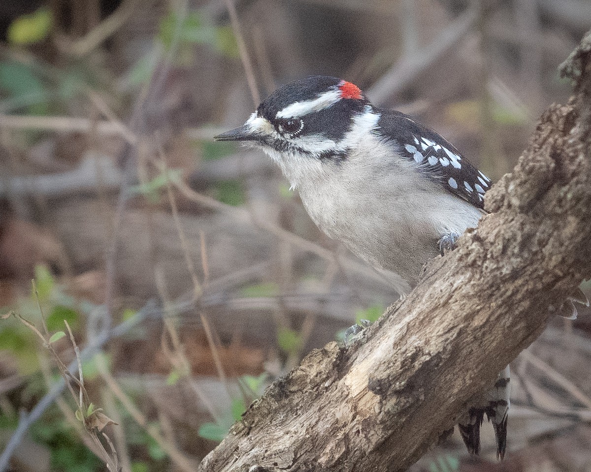 セジロコゲラ - ML649447580