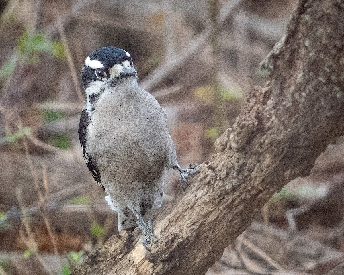 セジロコゲラ - ML649447581