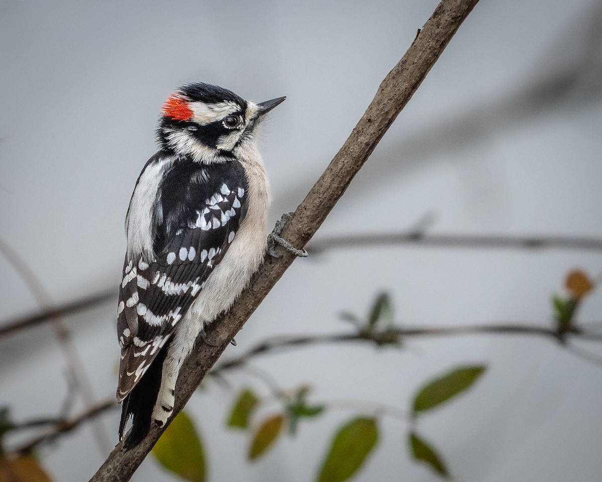 セジロコゲラ - ML649447582