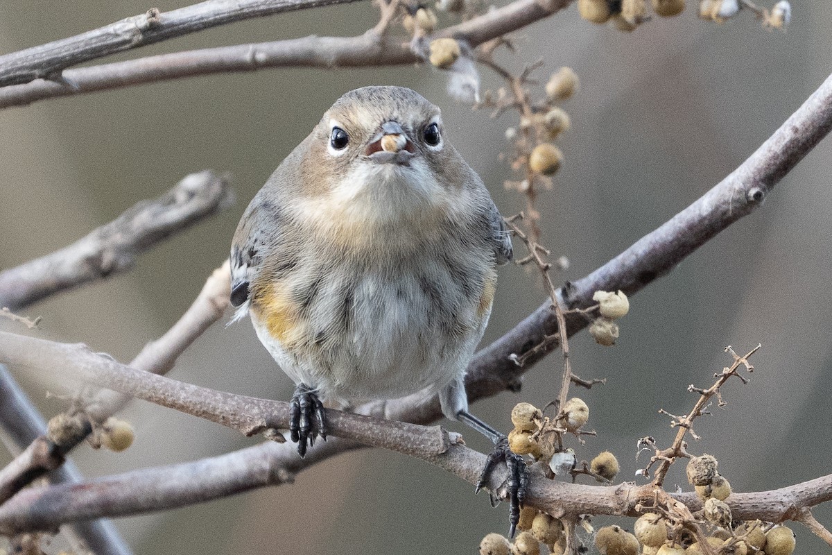 キヅタアメリカムシクイ - ML649447591