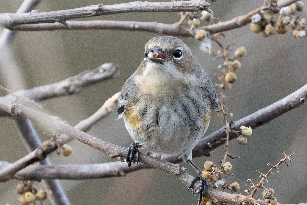 キヅタアメリカムシクイ - ML649447592
