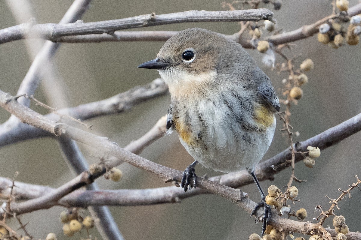 キヅタアメリカムシクイ - ML649447593