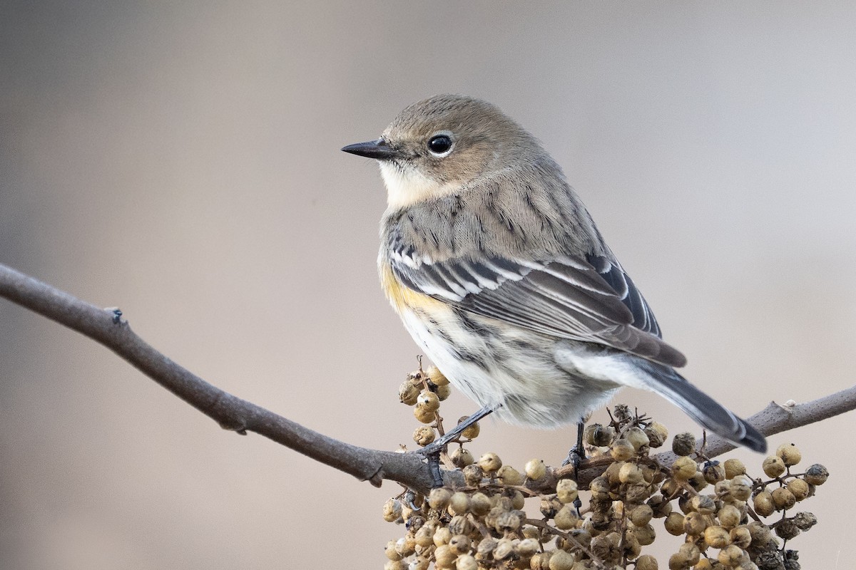 キヅタアメリカムシクイ - ML649447594