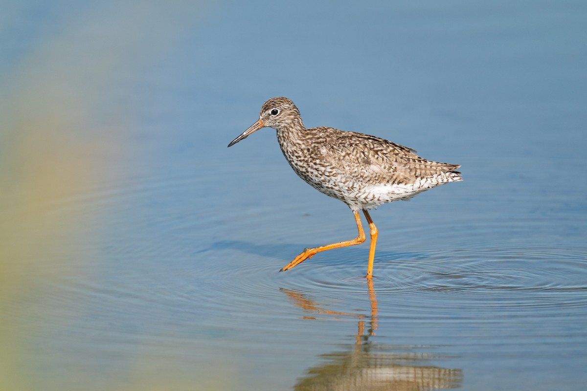 Bernagorri arrunta - ML649447699