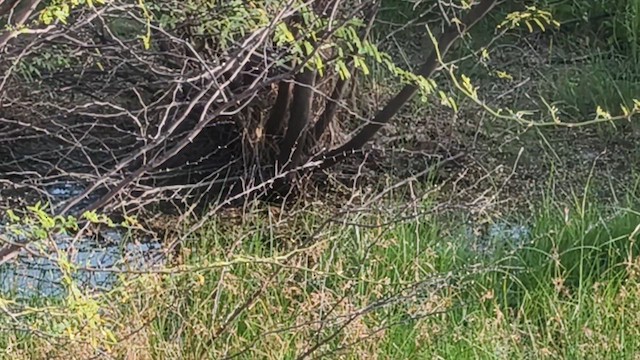 sibirbekkasin - ML649447729