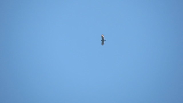 orientsnokørn - ML649447737