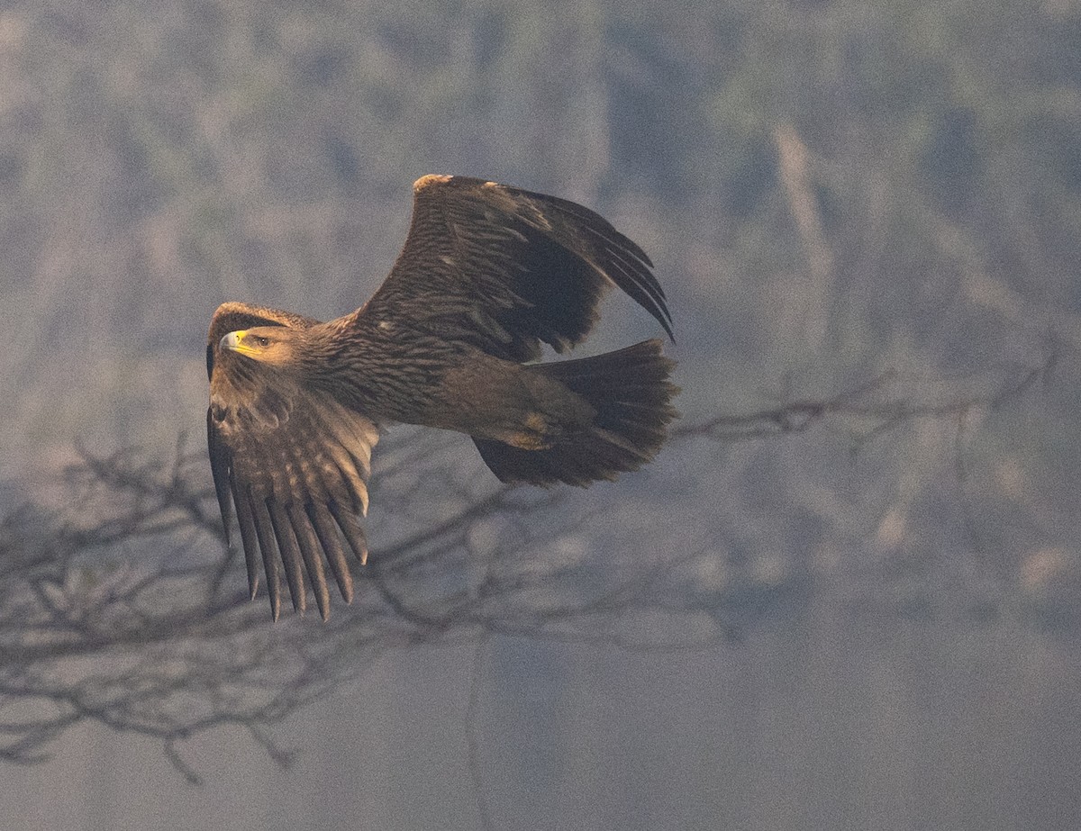Могильник східний - ML649447797