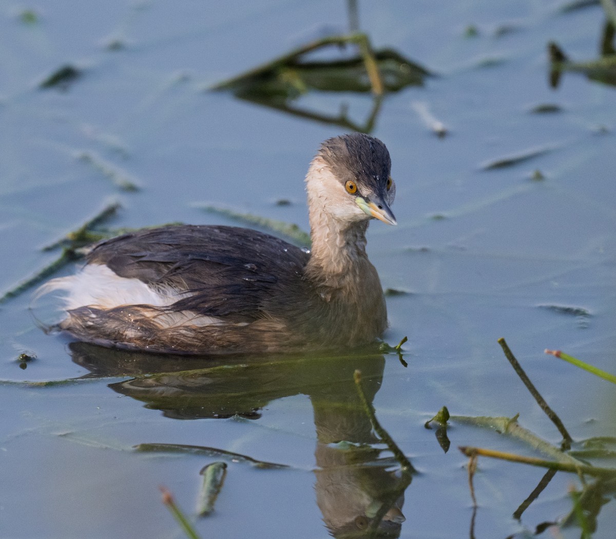 Пірникоза мала - ML649447806