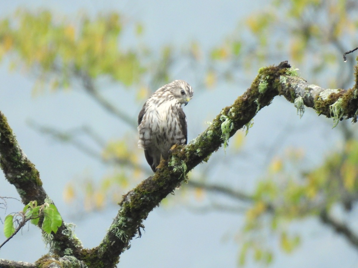 Broad-winged Hawk - Juan Alejandro Morales Betancourt