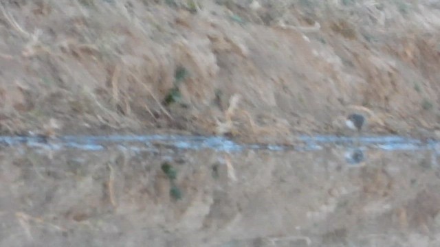 flekksnipe - ML649447940