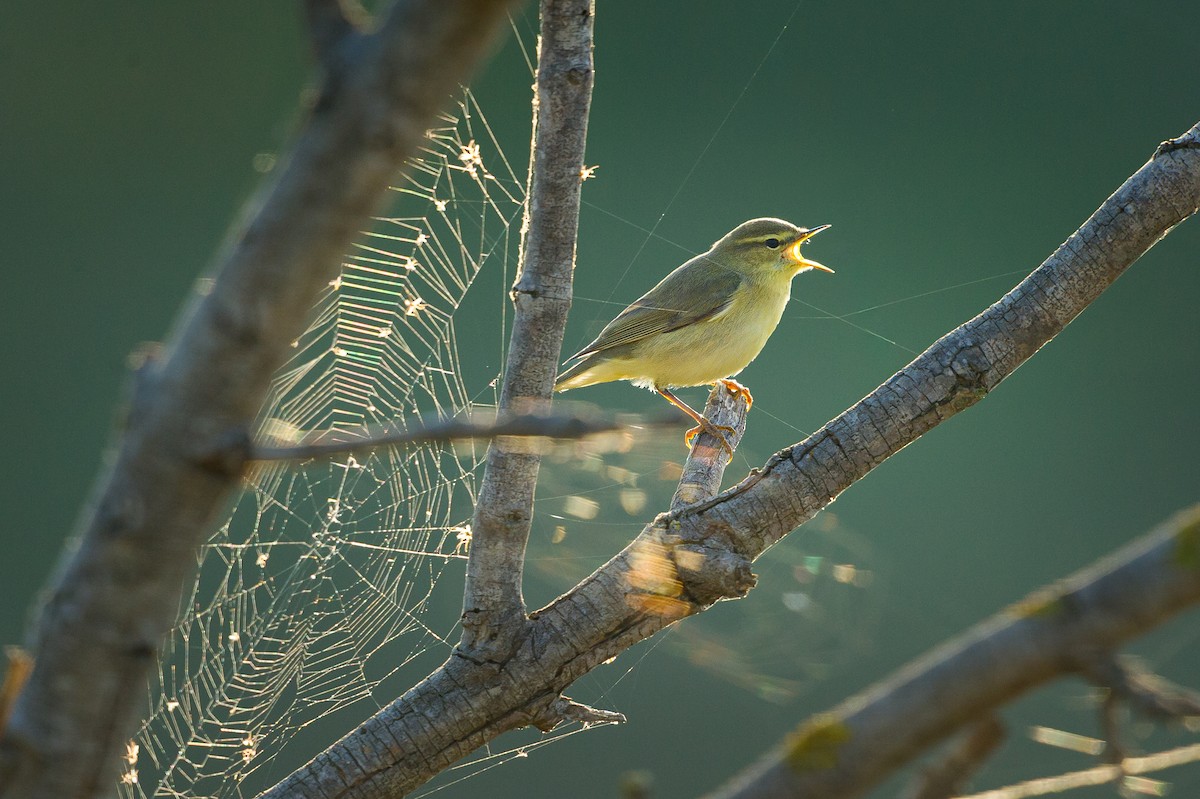 Txio horia - ML649447955