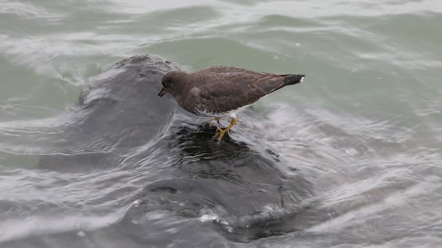 brottsnipe - ML649447961