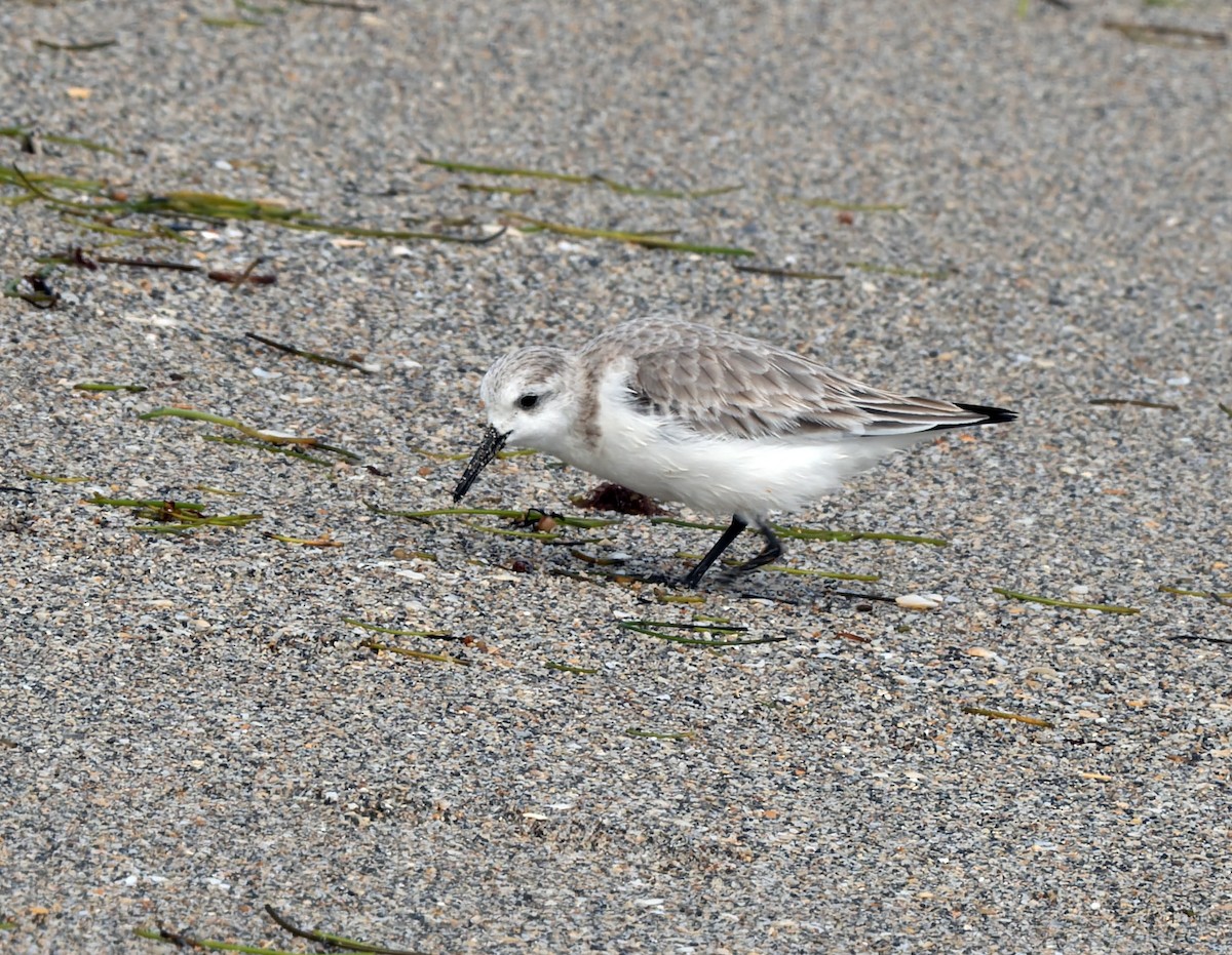 jespák písečný - ML649448087