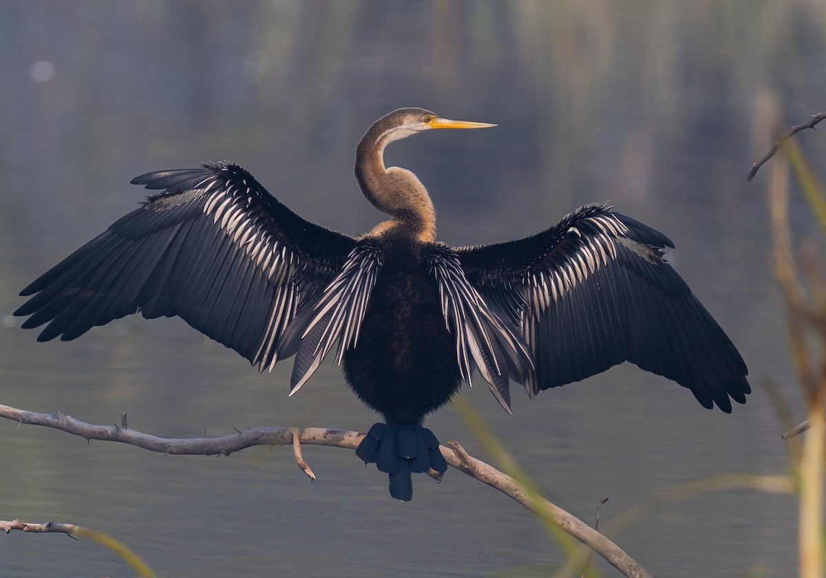 Змієшийка чорночерева - ML649448115