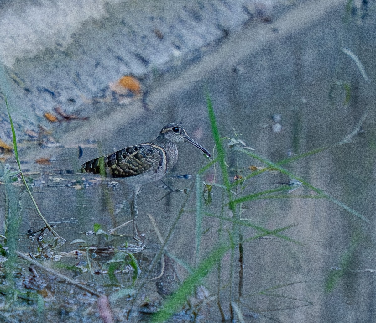 Мальованець афро-азійський - ML649448214