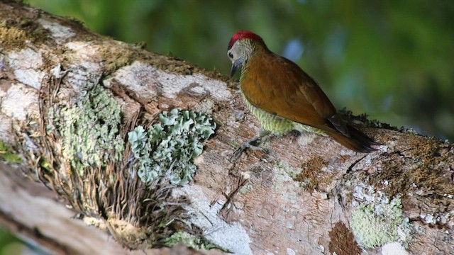 olivenspett - ML649448253