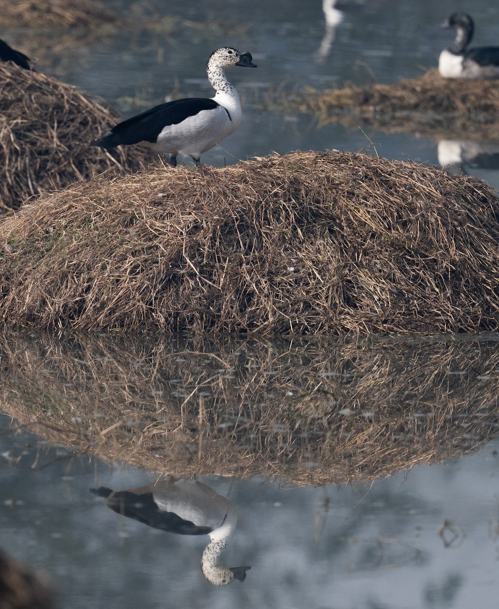 Качка шишкодзьоба - ML649448420