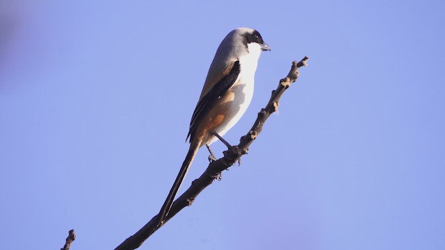 Long-tailed Shrike - ML649448483