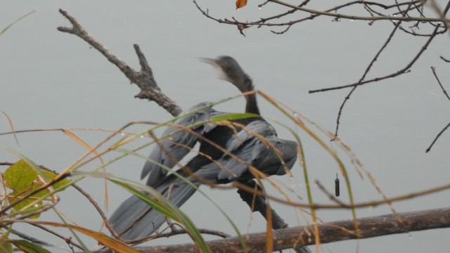 amerikaslangehals - ML649448529