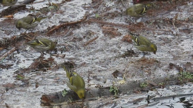 grønnsisik - ML649448562