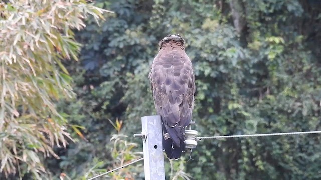 orientsnokørn - ML649448564